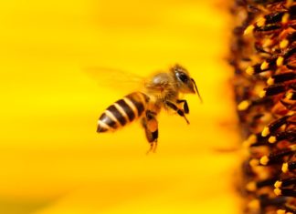 mirisna žlijezda kod pčela