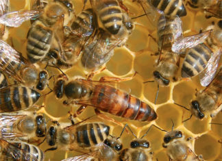 pčelinje matice kako obilejžavati pčelinje matice