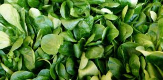 Matovilac – omiljena zimska salata