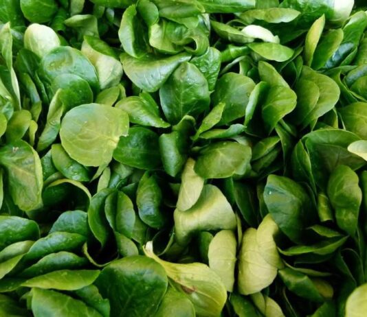 Matovilac – omiljena zimska salata