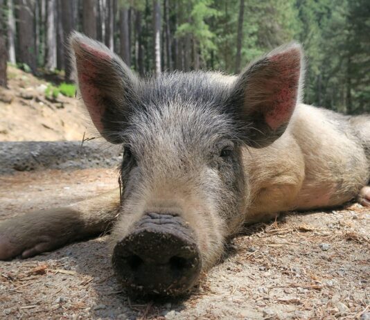 Važna obavijest korisnicima mjera potpore za obnovu narušenog proizvodnog potencijala u sektoru stočarstva