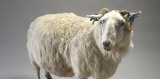 transgenična ovca