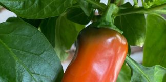 uzgoj paprike paprika