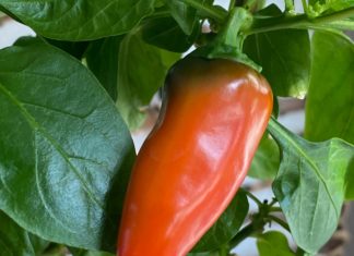 uzgoj paprike paprika