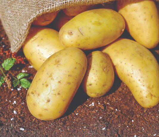 Isplativost proizvodnje mladog krumpira! Isplativost proizvodnje mladog krumpira!