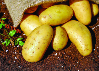 Isplativost proizvodnje mladog krumpira!