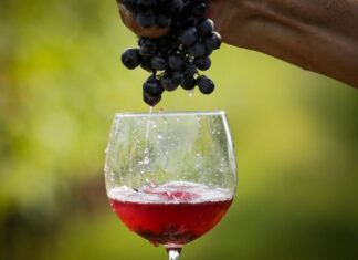 Što i kako s mladim vinom
