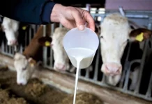cijene mlijeka proizvodnja mlijeka rast cijen e mlijeka