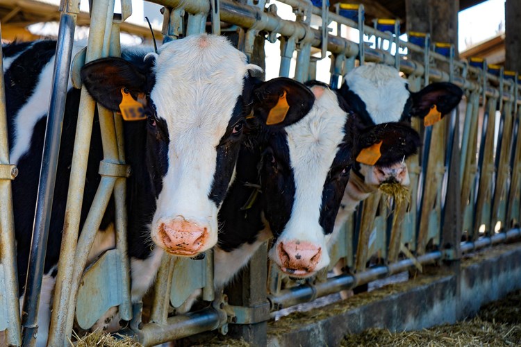 potpore mliječniom govedarstvu potpore za uzgojna udruženja