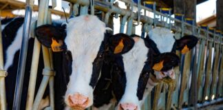 hrvatsko mljekarstvo gašenje farmi