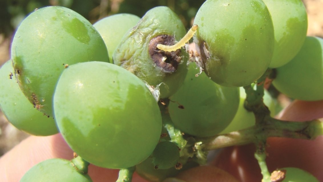 Usmjereno suzbijanje moljaca uzročnika “crvljivosti” grožđa