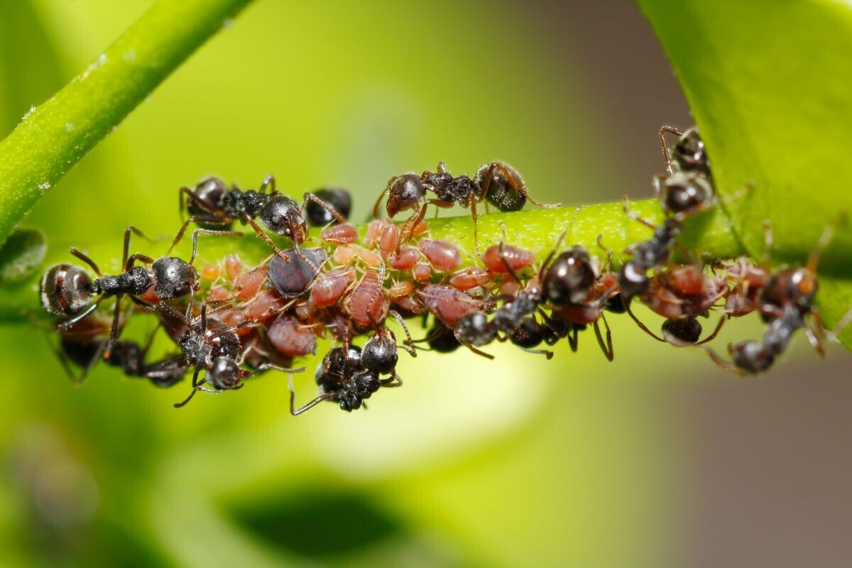 Suzbijanje štetnih insekata na obiteljskom gospodarstvu -mravi