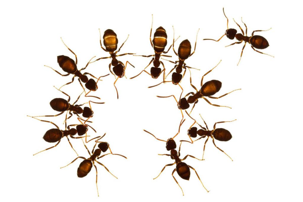 mravi u vrtu