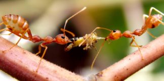 mravi u vrtu