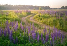 Suglasnost za služnost puta