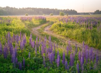 Suglasnost za služnost puta