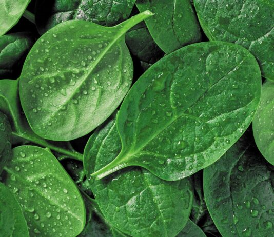 Špinat – isplativost uzgoja