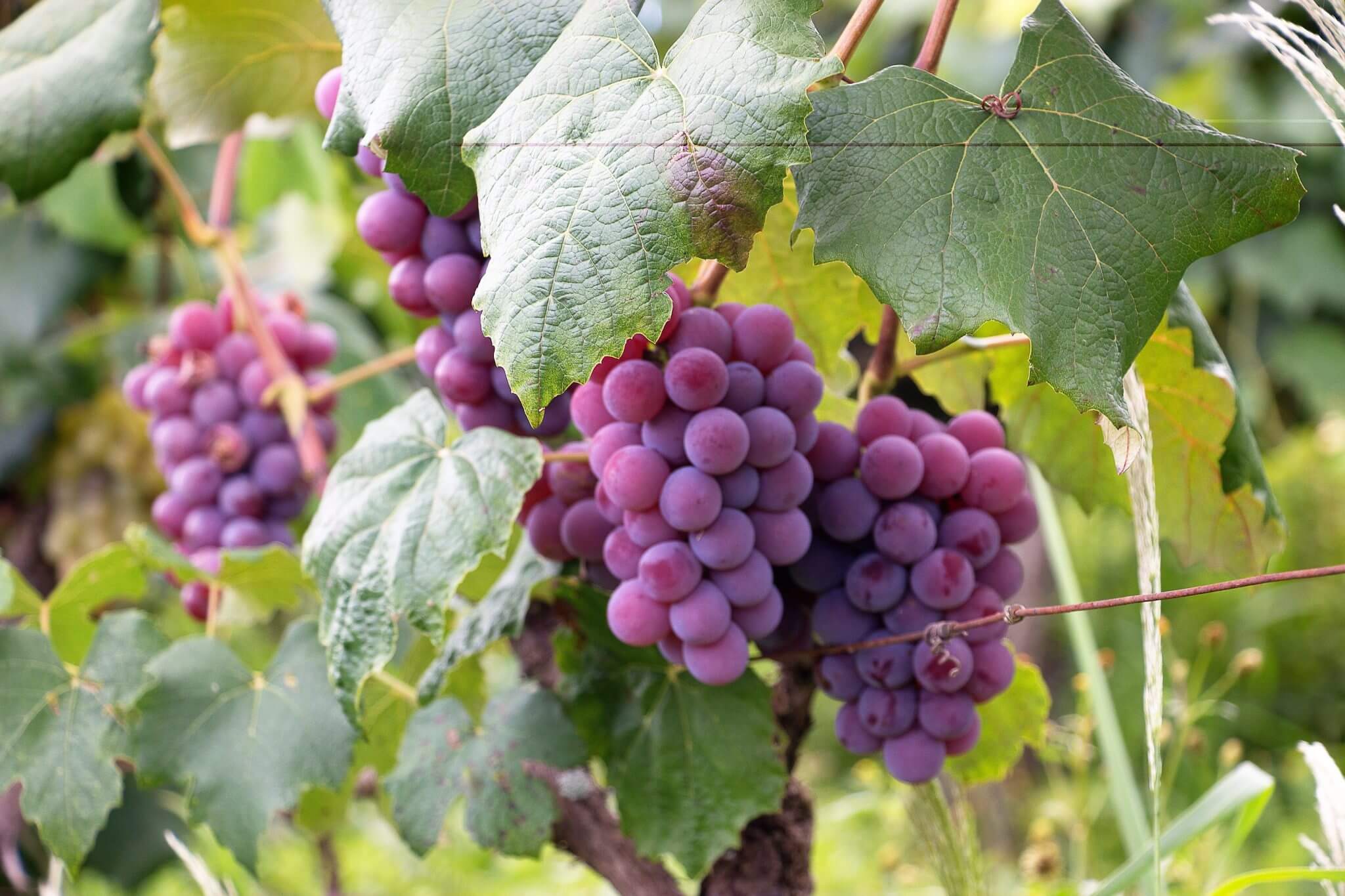 Objavljen popis proizvođača vina s utvrđenom kvotom vina za destilaciju