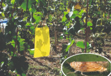 Populacija američkog cvrčka u 2025. sezoni