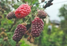 Tayberry iz Koprivničkih Bregi