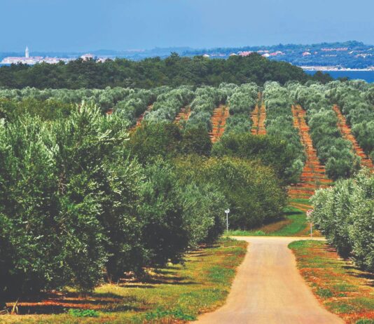 Kako je Istra postala najbolja maslinarska regija na svijetu? Kako je Istra postala najbolja maslinarska regija na svijetu?