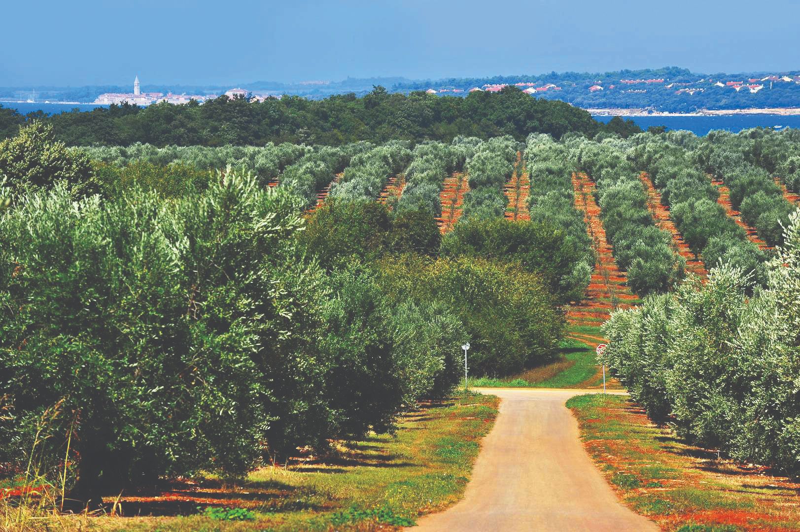 Kako je Istra postala najbolja maslinarska regija na svijetu?