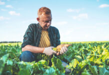 Šećerna repa – od ratarske kraljice do neželjene kulture