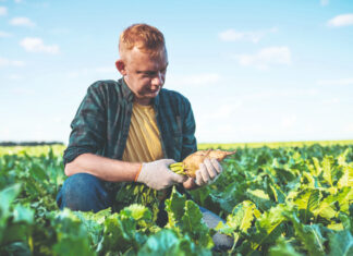 Šećerna repa – od ratarske kraljice do neželjene kulture