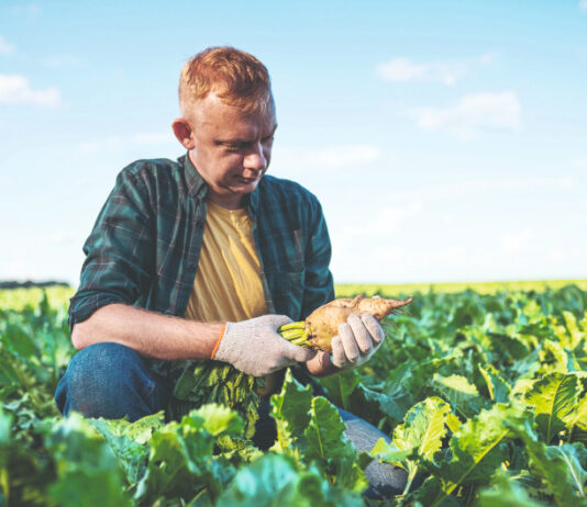 Šećerna repa – od ratarske kraljice do neželjene kulture