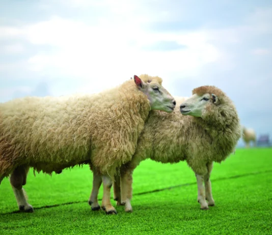 Sve što trebate znati o reprodukciji ovaca