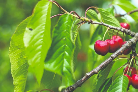 Fiziološki sprint trešnje: Izazovi gnojidbe i upravljanja kvalitetom ploda trešnje od cvatnje do berbe