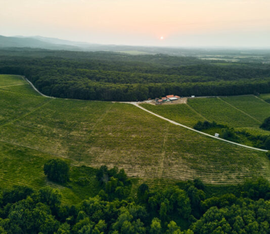 6 medalja za poznatu slavonsku vinariju