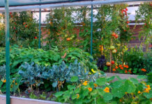 Zaštita i jačanje biljaka u ukrasnom vrtu i povrtnjaku s Bio Plantellom