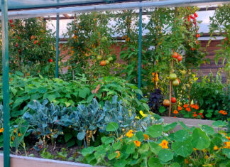 Zaštita i jačanje biljaka u ukrasnom vrtu i povrtnjaku s Bio Plantellom