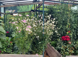 Klasičan vrt ili visoke gredice