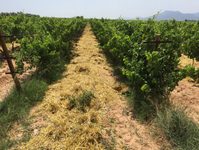 Prirodni filter protiv bakra: rješenje koje svaki vinogradar treba znati