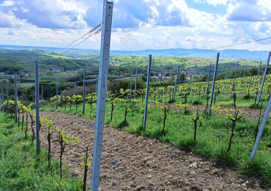 Spasili 20 sorti od izumiranja, neke s jednog jedinog trsa – otvoren vinski hotel Vitus