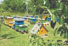 Pčelarstvo i pčelarski proizvodi obitelj Vidošić