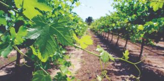 biološka sredstva za zaštitu vinove loze biološka zaštita vinograda