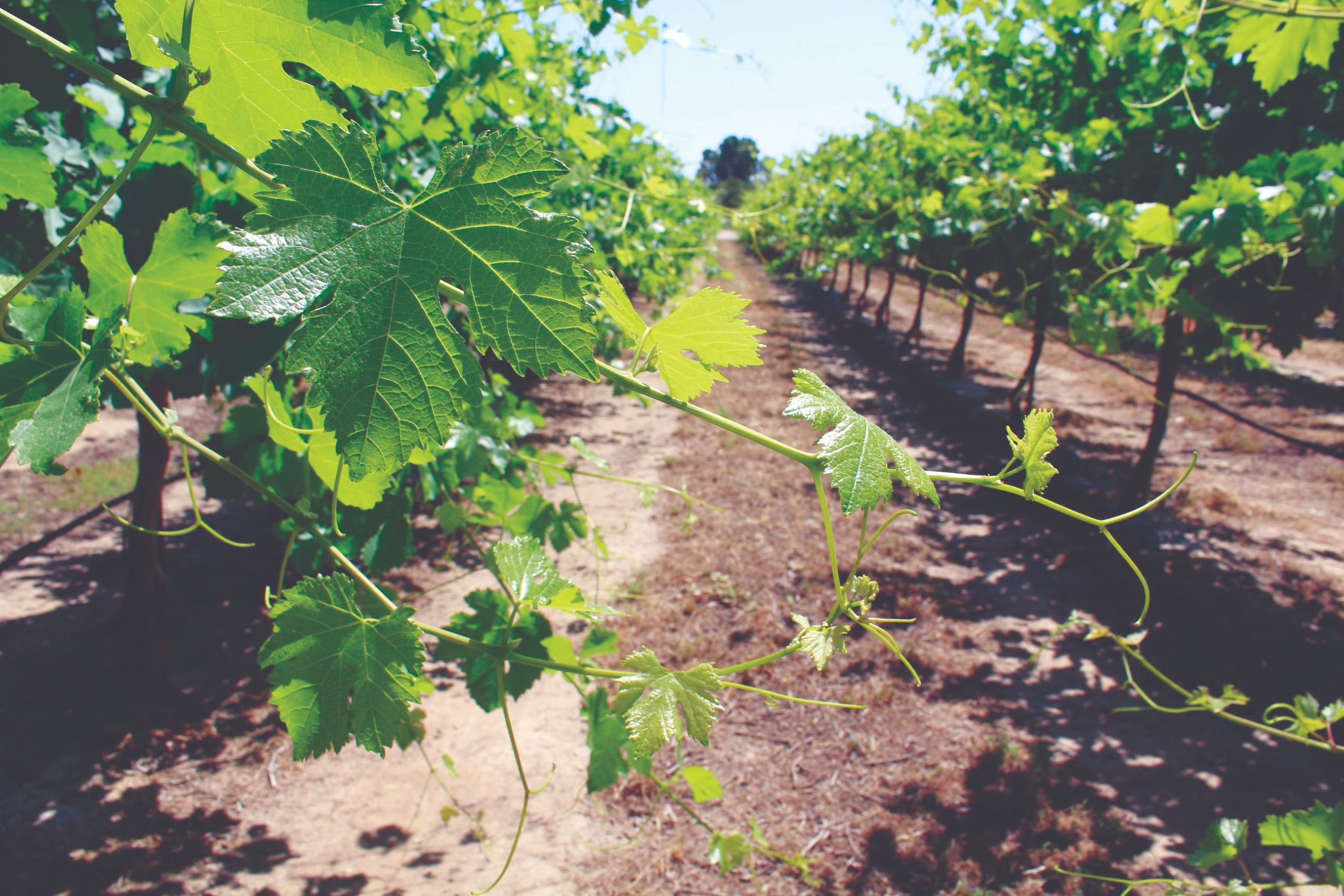 biološka sredstva za zaštitu vinove loze biološka zaštita vinograda