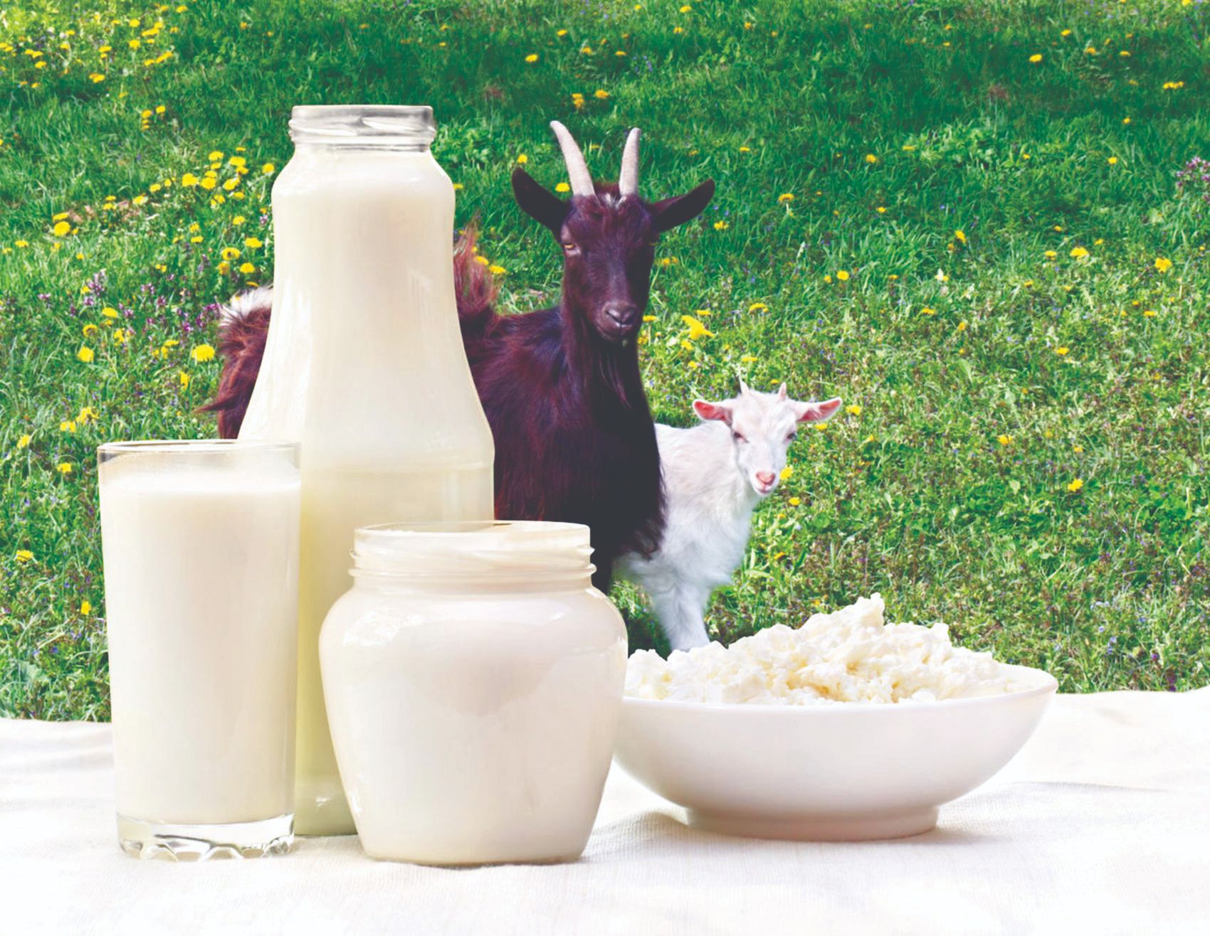 Kozje mlijeko – jedna od najzdravijih namirnica