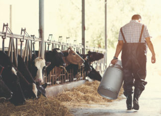 uzgoj muznih krava proizvodnja mlijeka mlijeko