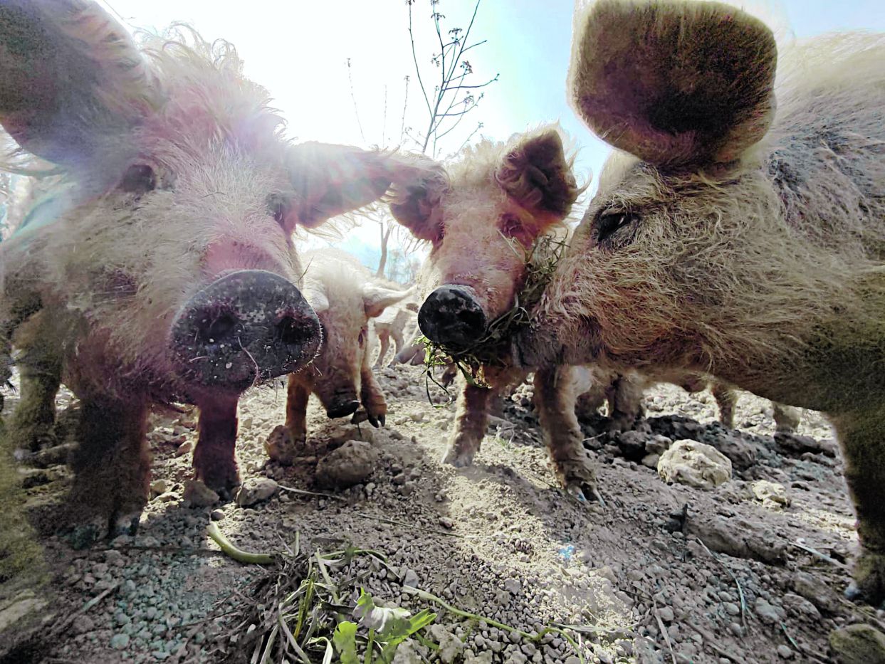 mangulica zaštita svinja