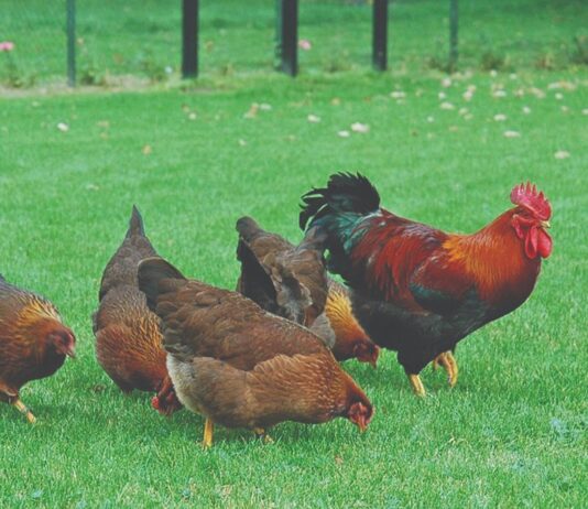 Koje su pasmine kokoši pogodne za početnike?