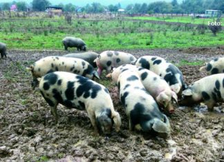 alternativni uzgoj svinja držanje svinja na otvorenom