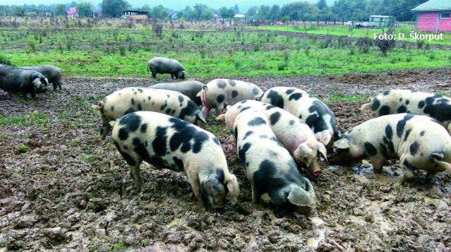 alternativni uzgoj svinja držanje svinja na otvorenom