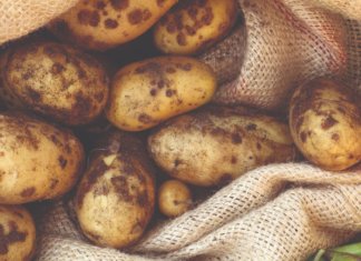 skladištenje krumpira bolesti krumpira