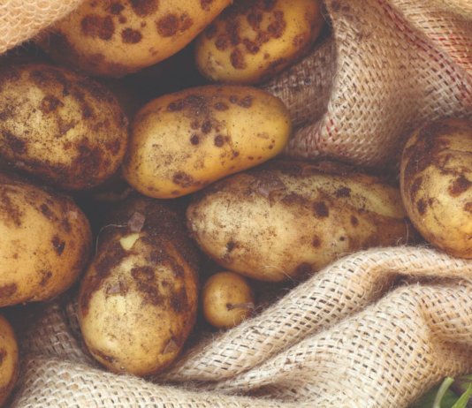 skladištenje krumpira bolesti krumpira