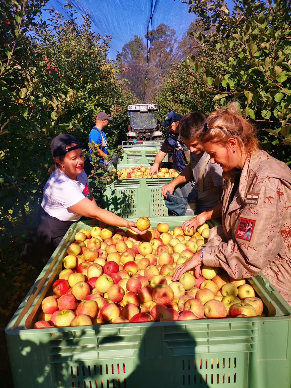 volontiranje gospdoarski list u berbi jabuka berba jabuka
