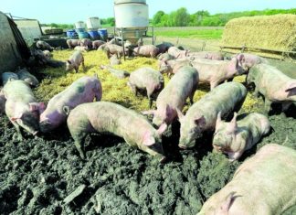 farma svinja za početnike
